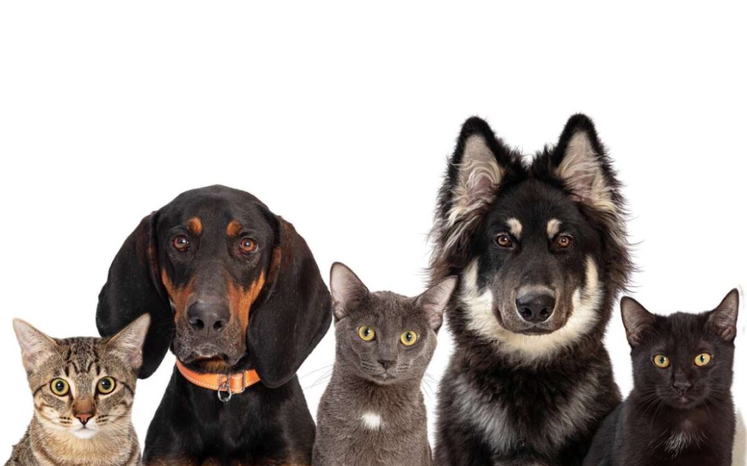 The Bowling Green-Warren County Humane Society: Providing a better life for our animal neighbors