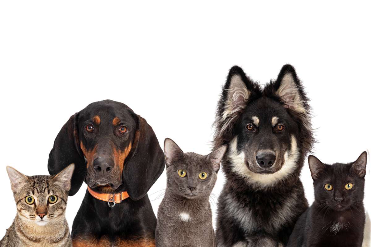 The Bowling Green-Warren County Humane Society: Providing a better life for our animal neighbors