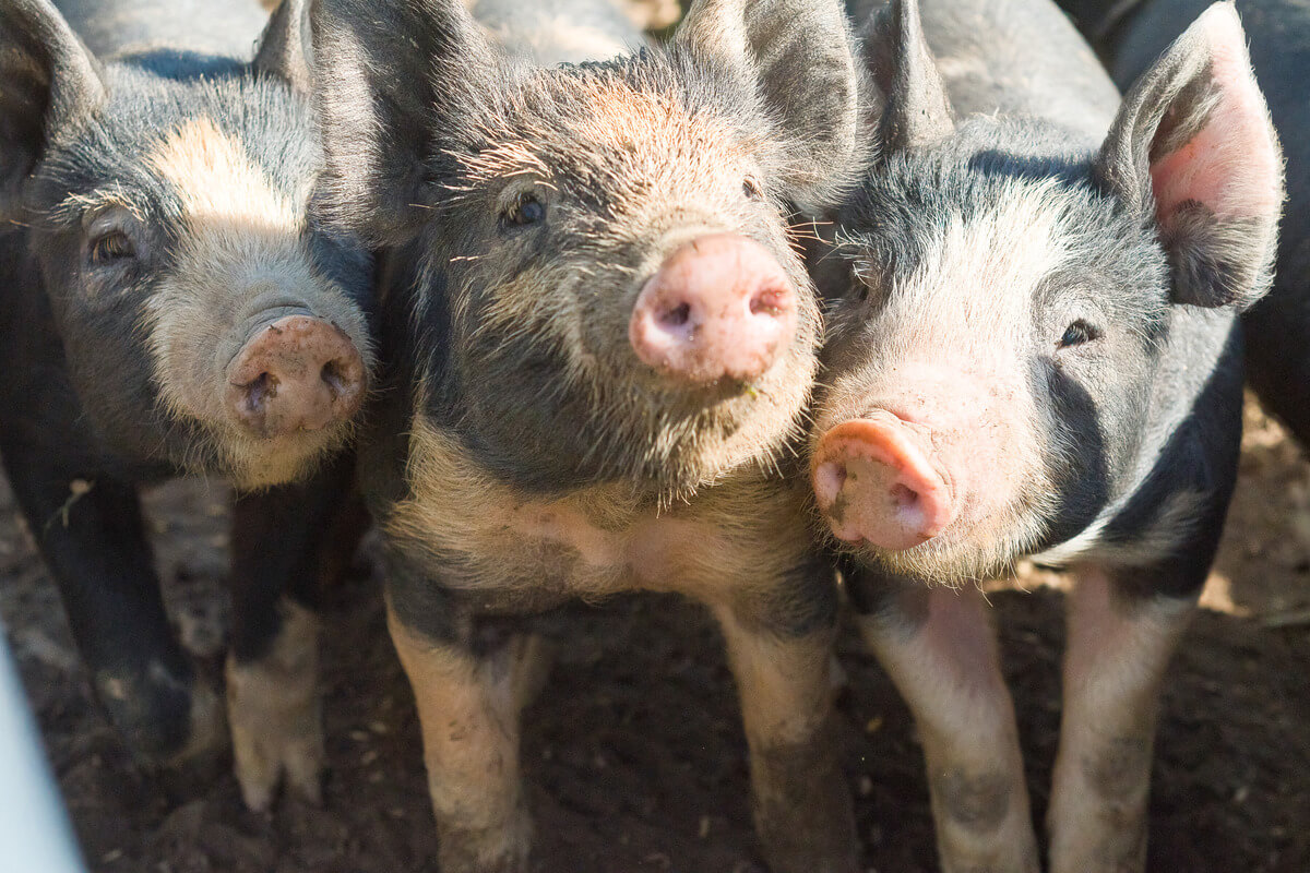 Buckley Farm: Award-Winning Farming Family