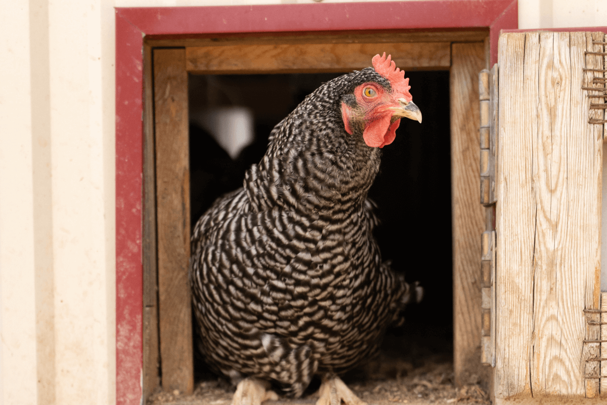 Brad and Patti Coverdale: A Little Chicken Oasis