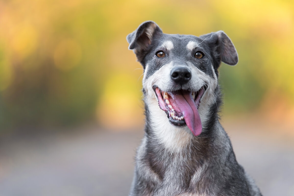 Animal Care Center: Getting pets back on their paws