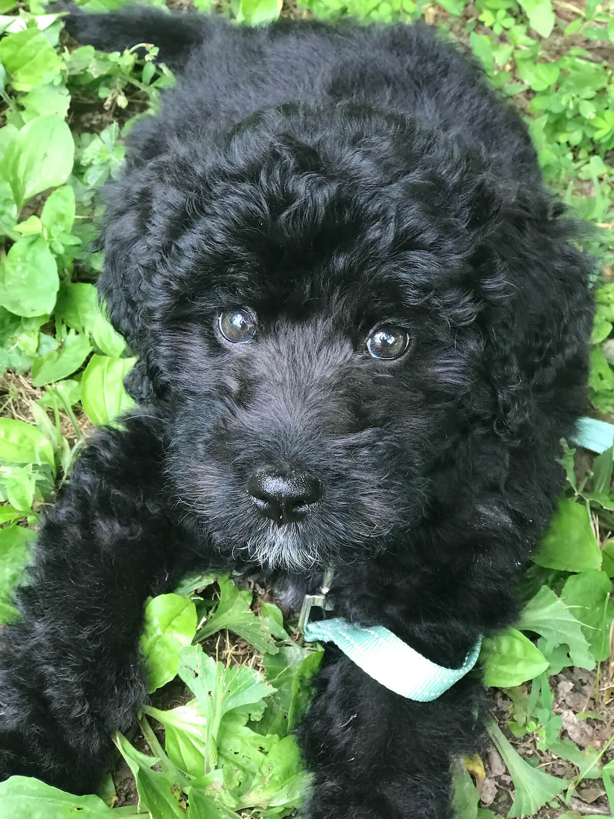 Manchester schools get a therapy dog