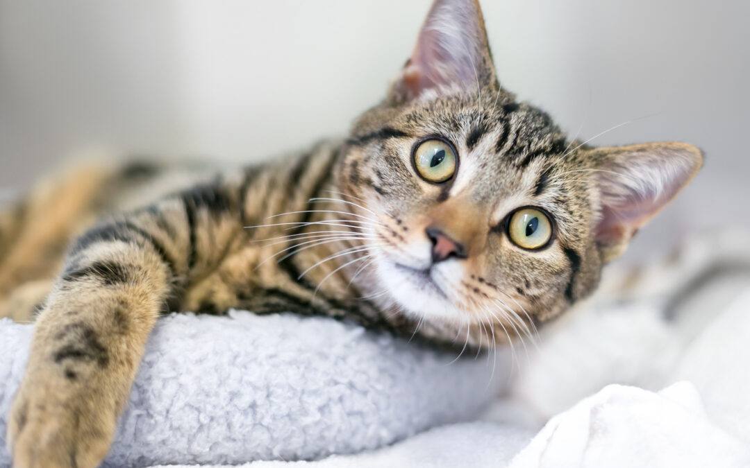 Matt Carr: The crafty cat shop