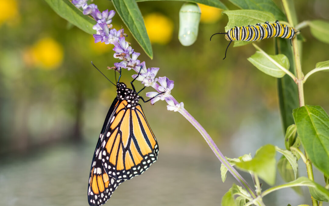 Teresa Hall: Heroes in the small things