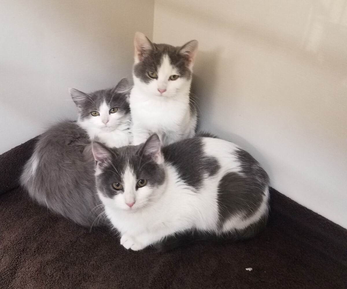 Middle Tennessee Spay & Neuter Clinic Makes a Considerable Impact.