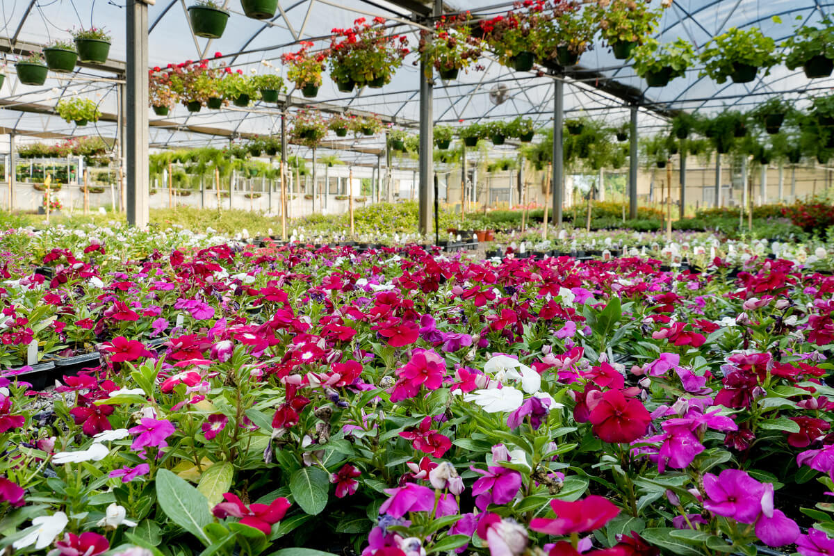 How a Family’s Hobby Greenhouse Grew Into a Family-Owned Business.
