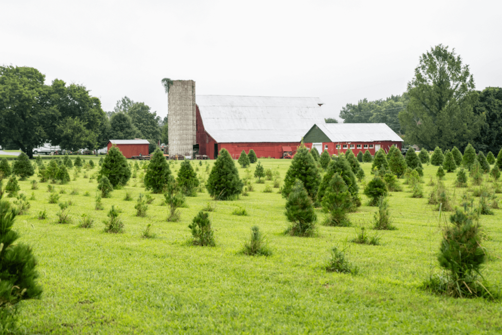 Blackjack Christmas Tree Farm Is Rooted in Your Traditions