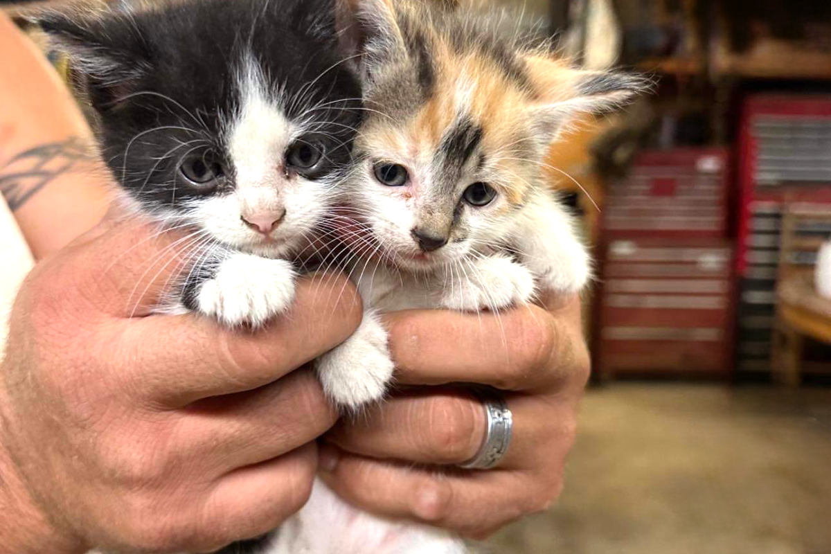 A Nutter Cat Rescue: Saving Lives, One Kitty at a Time