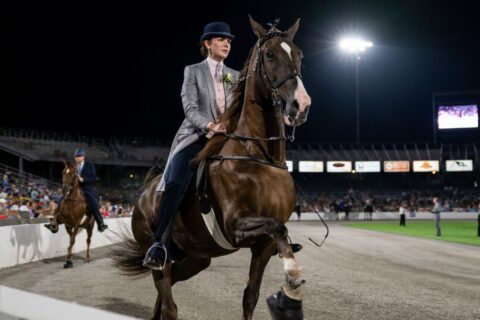 Tennessee Walking Horse National Celebration - Shelbyville, TN Good