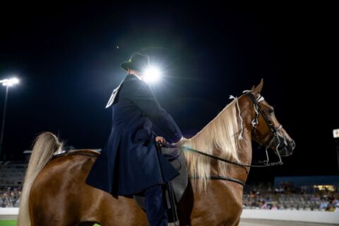 Tennessee Walking Horse National Celebration - Shelbyville, TN Good