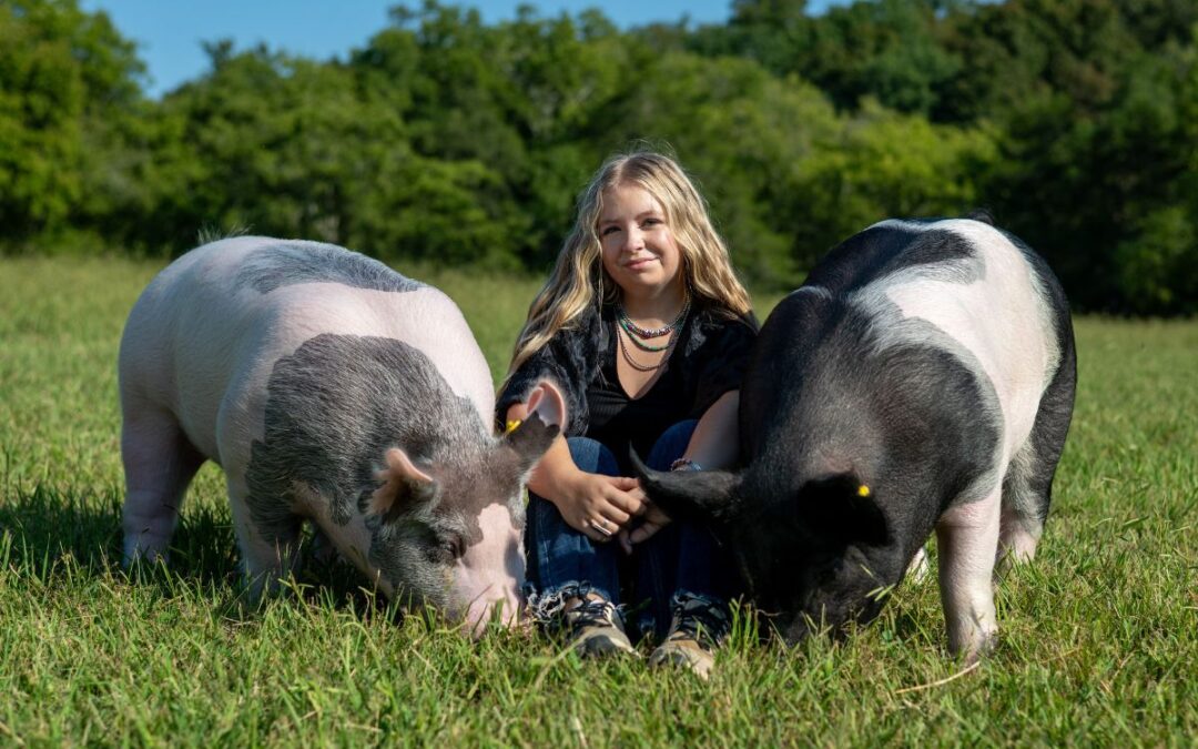 Abbygail Kidder: Swine the stepping stone to bovine?