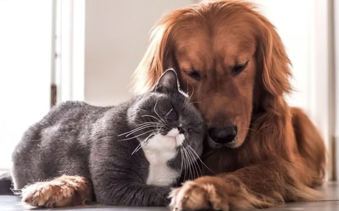 All Seasons Pet Crematory: One-at-a-time policy eases final goodbyes