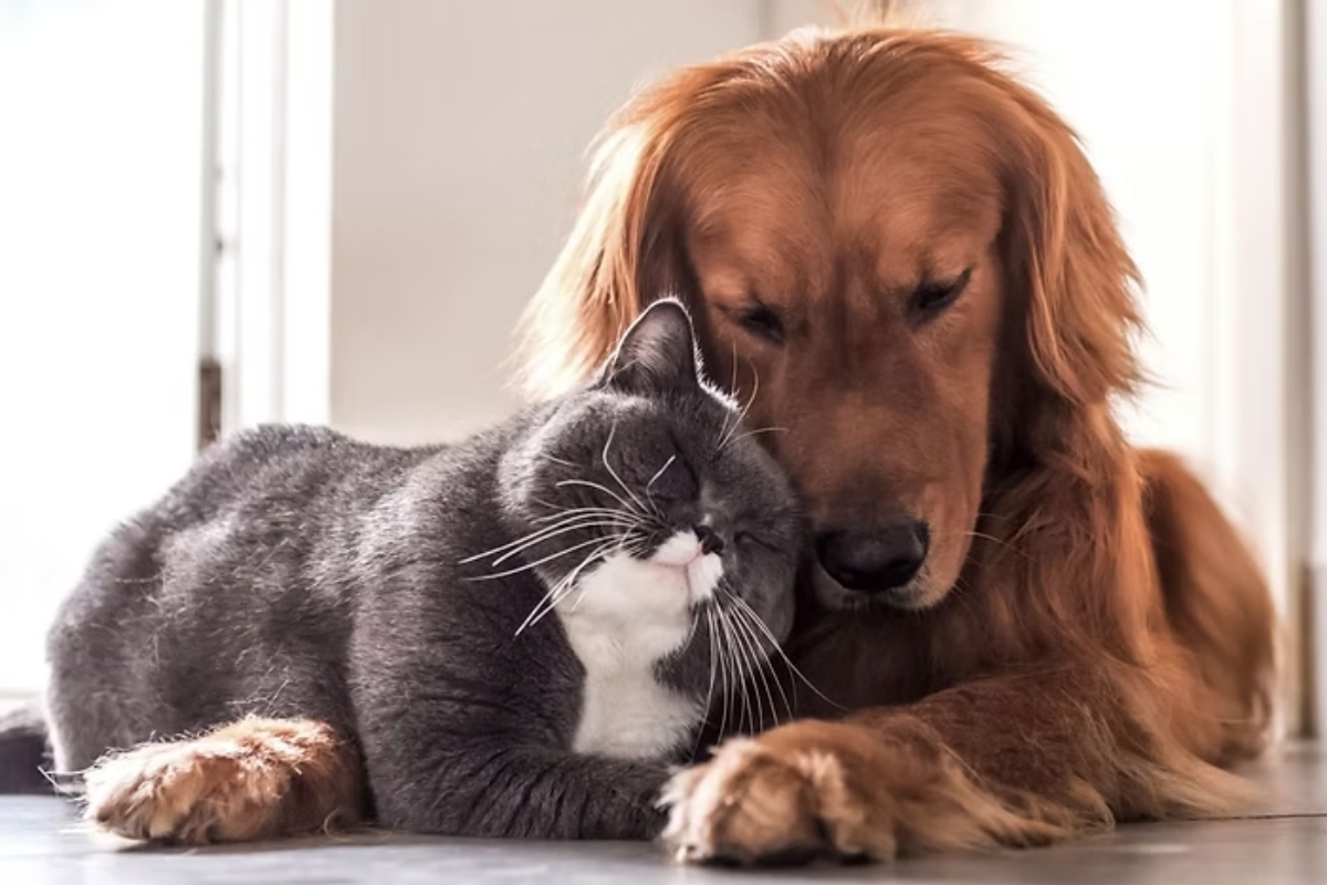 All Seasons Pet Crematory: One-at-a-time policy eases final goodbyes