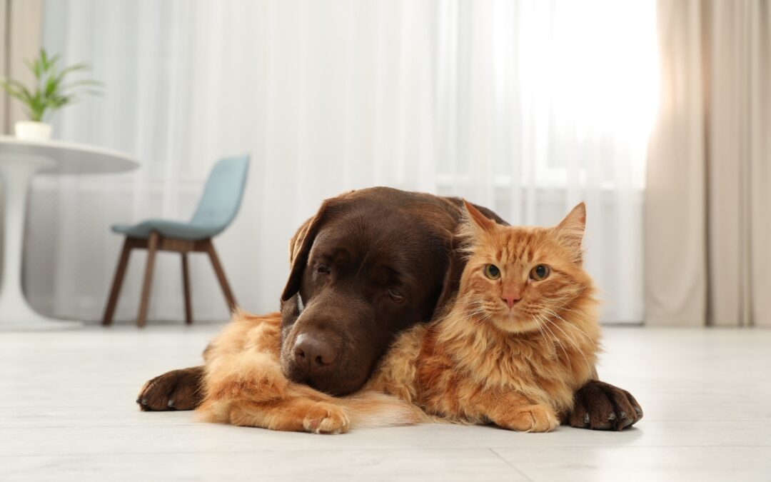 All Seasons Pet Crematory: Care at your front door 