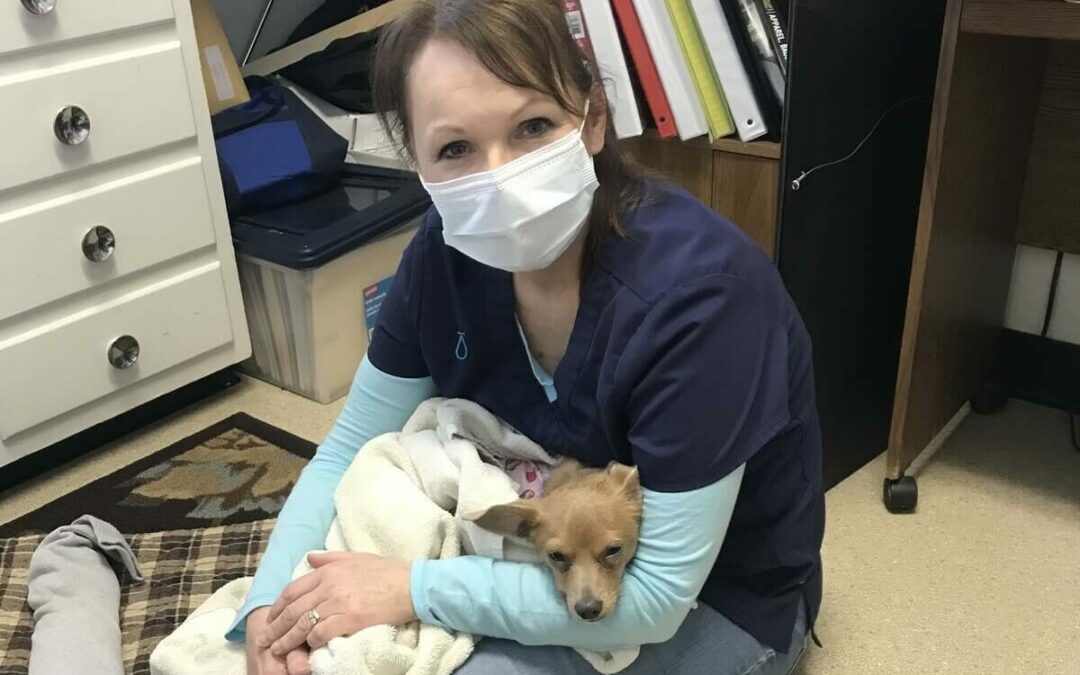 Shelbyville-Bedford County Humane Association Helps Hundreds of Animals Find New Homes Each Year.