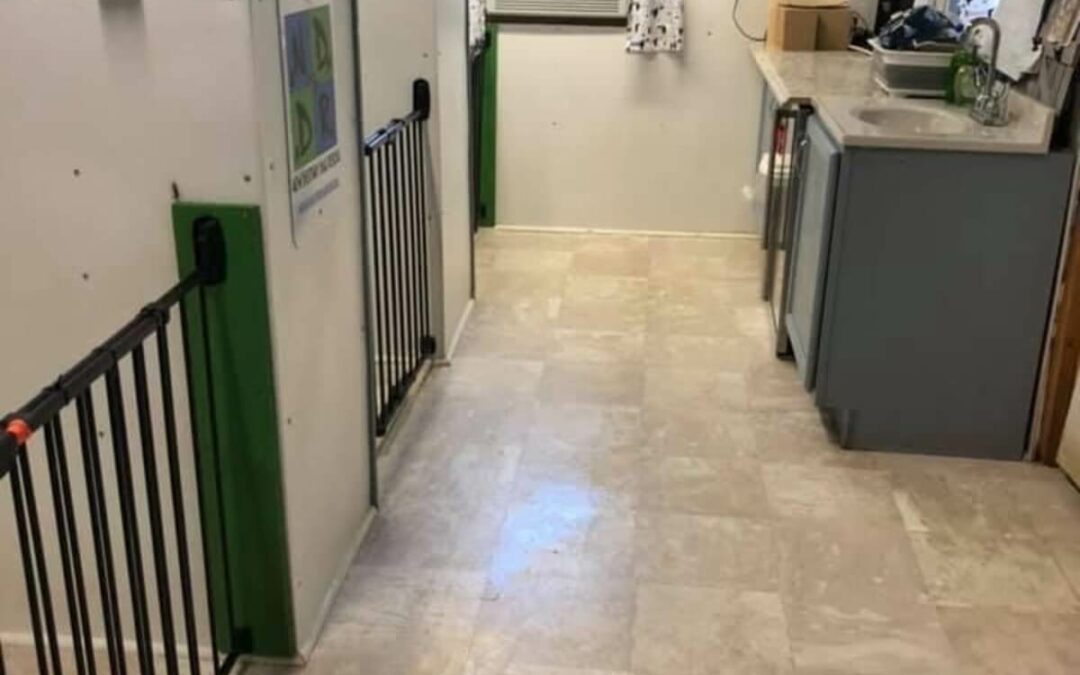 Bedford County Is Encouraged to Support Destiny Dog Rescue’s Mission.