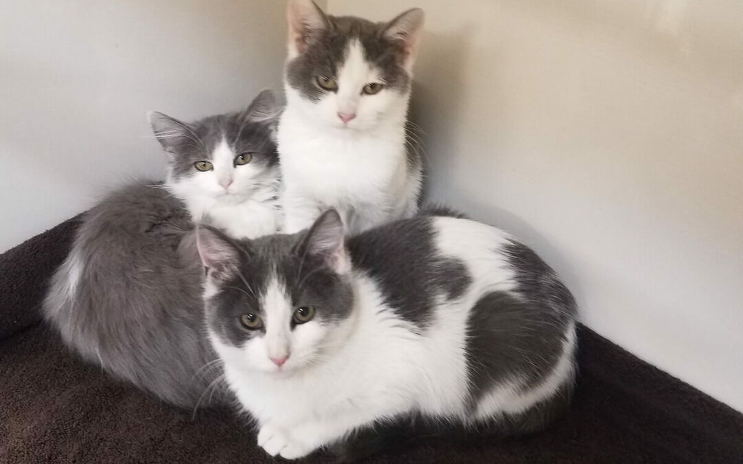 Middle Tennessee Spay & Neuter Clinic Makes a Considerable Impact.
