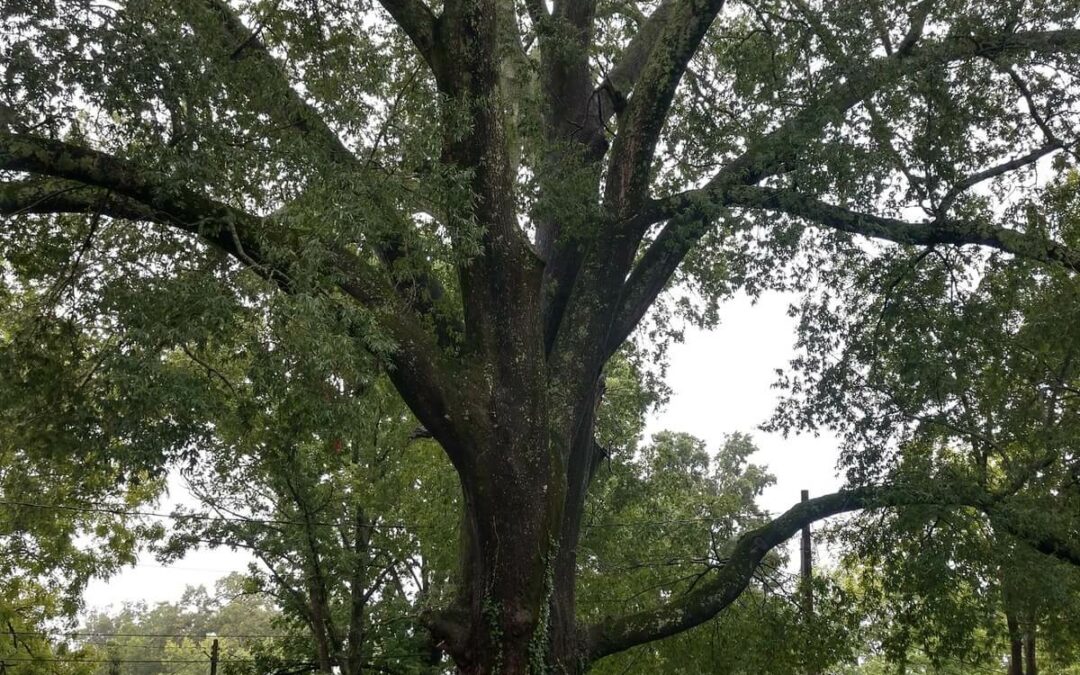University of Tennessee Institute of Agriculture Names Tullahoma Tree the Largest Willow Oak in the State