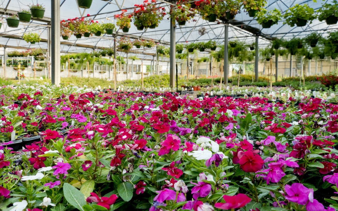 How a Family’s Hobby Greenhouse Grew Into a Family-Owned Business.