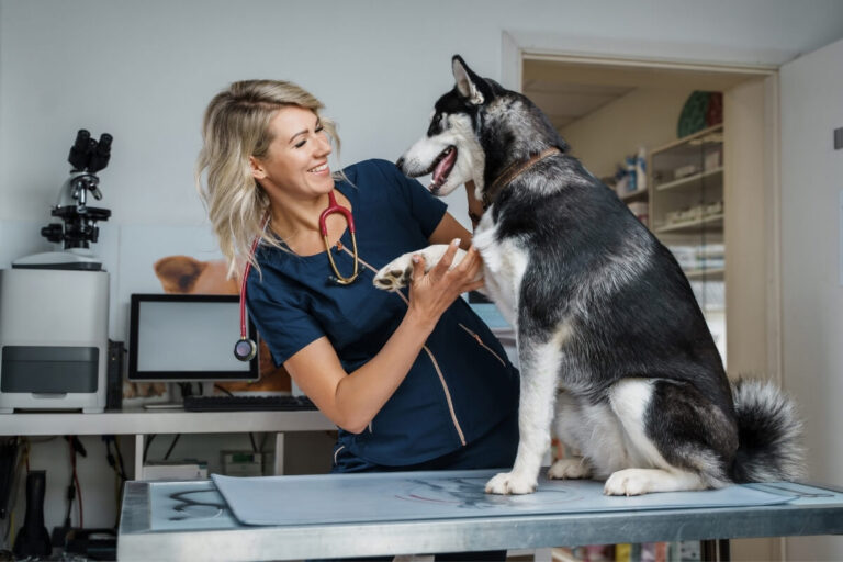 Animal Care Center: Nose-to-tail checkups that matter