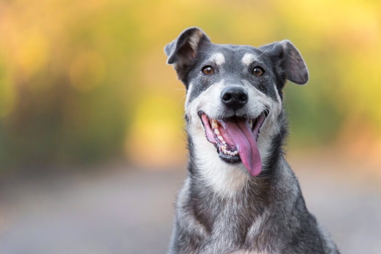 Animal Care Center: Getting pets back on their paws