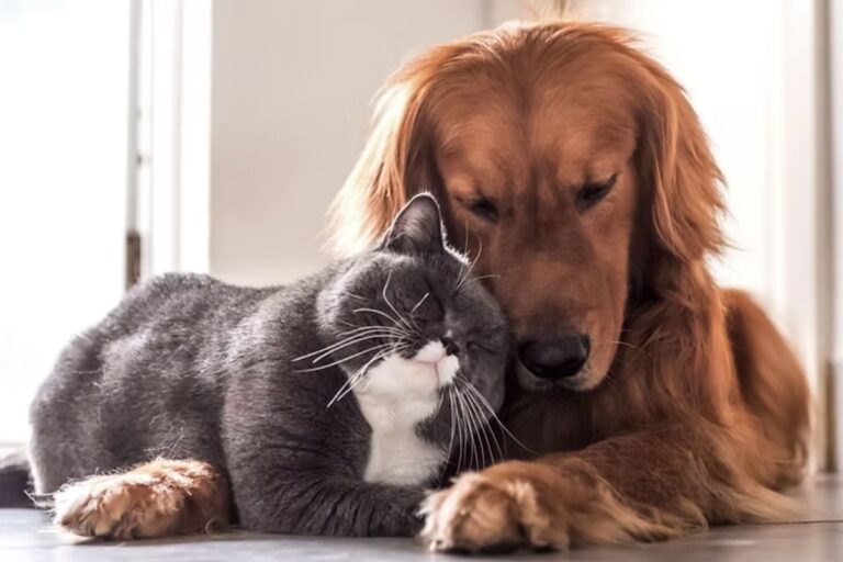 All Seasons Pet Crematory: Compassionate care